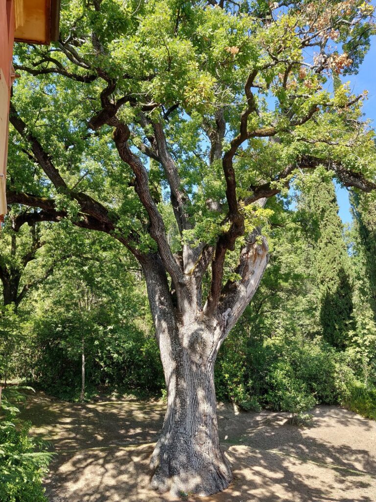 La grande quercia